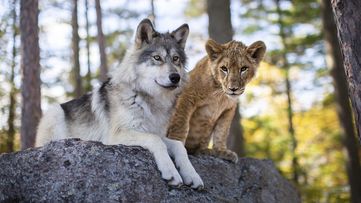 Vlk a lev utvořili nečekané přátelství bez digitálních triků